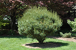 Little Christopher Japanese Red Pine (Pinus densiflora 'Little Christopher') at A Very Successful Garden Center