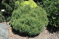 Cedar Ridge Broom White Pine (Pinus strobus 'Cedar Ridge Broom') at A Very Successful Garden Center