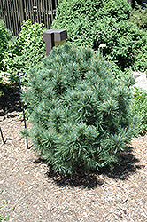 Bloomer's Dark Globe Eastern White Pine (Pinus strobus 'Bloomer's Dark Globe') at A Very Successful Garden Center