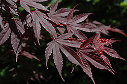 Crimson Prince Japanese Maple (Acer palmatum 'Crimson Prince') at A Very Successful Garden Center