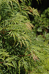 Palmatifidum Japanese Maple (Acer palmatum 'Palmatifidum') at Stonegate Gardens