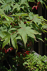 Ichigyoji Japanese Maple (Acer palmatum 'Ichigyoji') at A Very Successful Garden Center