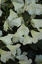 Dr. William Fleming Rhododendron (Rhododendron 'Dr. William Fleming') at Lakeshore Garden Centres