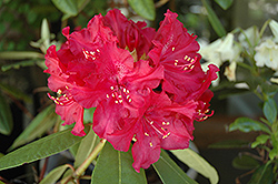 Red Brave Rhododendron (Rhododendron 'Red Brave') at Stonegate Gardens