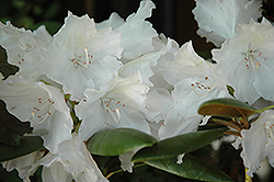 Trinity Rhododendron (Rhododendron 'Trinity') at Lakeshore Garden Centres