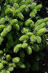 Calvary Upright Norway Spruce (Picea abies 'Calvary Upright') at Lakeshore Garden Centres