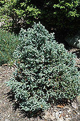 Curly Tops Moss Falsecypress (Chamaecyparis pisifera 'Curly Tops') at Lakeshore Garden Centres