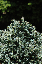 Curly Tops Moss Falsecypress (Chamaecyparis pisifera 'Curly Tops') at A Very Successful Garden Center