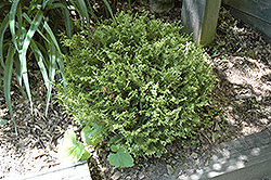 Lime Tart Miniature Moss Falsecypress (Chamaecyparis pisifera 'Lime Tart') at Stonegate Gardens