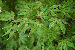 Arakawa Cork Bark Japanese Maple (Acer palmatum 'Arakawa') at A Very Successful Garden Center