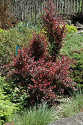 Ruby Jewel Japanese Barberry (Berberis thunbergii 'JN Redleaf') at A Very Successful Garden Center