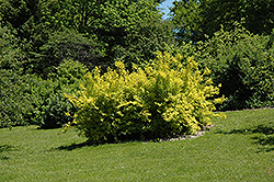 Golden Times Forsythia (Forsythia x intermedia 'Golden Times') at A Very Successful Garden Center