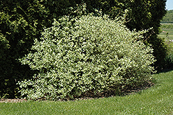 Silver and Gold Dogwood (Cornus sericea 'Silver and Gold') at Lakeshore Garden Centres