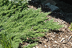 Schmidt Juniper (Juniperus horizontalis 'Schmidt') at A Very Successful Garden Center