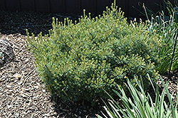 Elkins Dwarf Eastern White Pine (Pinus strobus 'Elkins Dwarf') at A Very Successful Garden Center