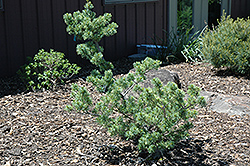 Dai-Ho Japanese White Pine (Pinus parviflora 'Dai-Ho') at A Very Successful Garden Center