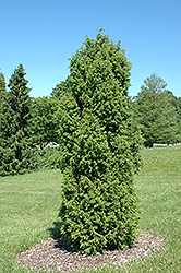 Pencil Point Juniper (Juniperus communis 'Suecica') at A Very Successful Garden Center
