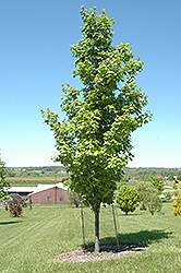 Fairview Sugar Maple (Acer saccharum 'Fairview') at A Very Successful Garden Center