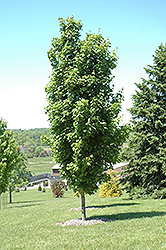 Skybound Sugar Maple (Acer saccharum 'Skybound') at A Very Successful Garden Center