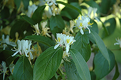 Rem Red Honeysuckle (Lonicera maackii 'Rem Red') at Lakeshore Garden Centres