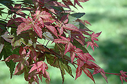 Monroe Vine Maple (Acer circinatum 'Monroe') at Lakeshore Garden Centres