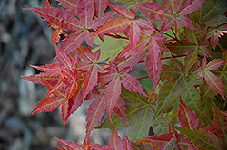 Otome Zakura Japanese Maple (Acer palmatum 'Otome Zakura') at A Very Successful Garden Center