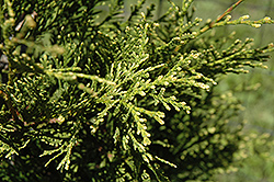 Aureospicata Arborvitae (Thuja occidentalis 'Aureospicata') at Lakeshore Garden Centres