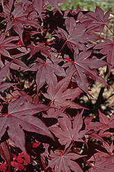 Novum Japanese Maple (Acer palmatum 'Novum') at Lakeshore Garden Centres