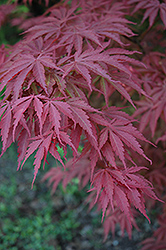 Chitose Yama Japanese Maple (Acer palmatum 'Chitose Yama') at A Very Successful Garden Center