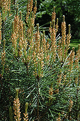 Soft Green Japanese Red Pine (Pinus densiflora 'Soft Green') at Stonegate Gardens