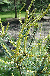 Azuma No Iwai Japanese White Pine (Pinus parviflora 'Azuma No Iwai') at A Very Successful Garden Center