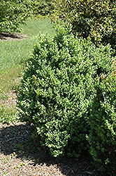 Ohio Boxwood (Buxus sempervirens 'Ohio') at A Very Successful Garden Center
