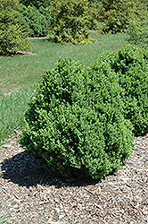 Zehrung Boxwood (Buxus sempervirens 'Zehrung') at A Very Successful Garden Center