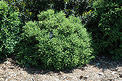 Sweet N Low Boxwood (Buxus microphylla 'Sweet N Low') at A Very Successful Garden Center