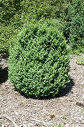 Abilene Boxwood (Buxus sempervirens 'Abilene') at A Very Successful Garden Center