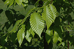 Cameron's Weeping Beech (Fagus grandifolia 'Cameron's Weeping') at Stonegate Gardens