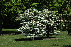 Summer Snowflake Doublefile Viburnum (Viburnum plicatum 'Summer Snowflake') at Stonegate Gardens
