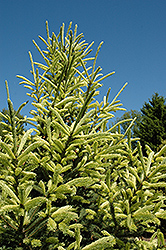 McConnell's Gold Spruce (Picea glauca 'McConnell's Gold') at A Very Successful Garden Center
