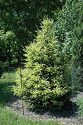 McConnell's Gold Spruce (Picea glauca 'McConnell's Gold') at Lakeshore Garden Centres