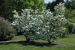 Chinese Snowball Viburnum (Viburnum macrocephalum) at Stonegate Gardens