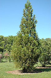 Benjamin Franklin Japanese Cedar (Cryptomeria japonica 'Benjamin Franklin') at Stonegate Gardens