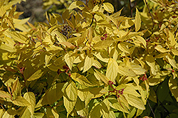 Golden Sunrise Spirea (Spiraea japonica 'Monhud') at Stonegate Gardens