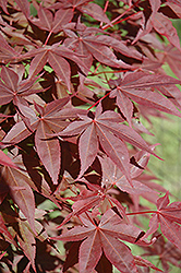 Red Spray Japanese Maple (Acer palmatum 'Red Spray') at Stonegate Gardens