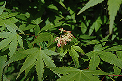 Koshibori Nishiki Japanese Maple (Acer palmatum 'Koshibori Nishiki') at A Very Successful Garden Center