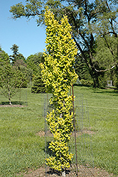 Wrede's Golden Elm (Ulmus x hollandica 'Wredei') at Stonegate Gardens