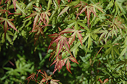 Garyu Dwarf Japanese Maple (Acer palmatum 'Garyu') at A Very Successful Garden Center
