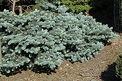 Blue Spreader Dwarf Spruce (Picea pungens 'Blue Spreader') at Stonegate Gardens