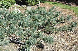 Weeping Blue Limber Pine (Pinus flexilis 'Glauca Pendula') at Stonegate Gardens