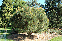 Compact Japanese Umbrella Pine (Pinus densiflora 'Umbraculifera Compacta') at A Very Successful Garden Center