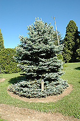 Royal Knight Blue Spruce (Picea pungens 'Royal Knight') at Lakeshore Garden Centres
